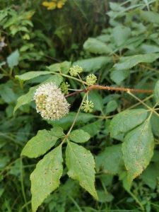 Cây tiêu gai (Eleutherococcus senticosus)