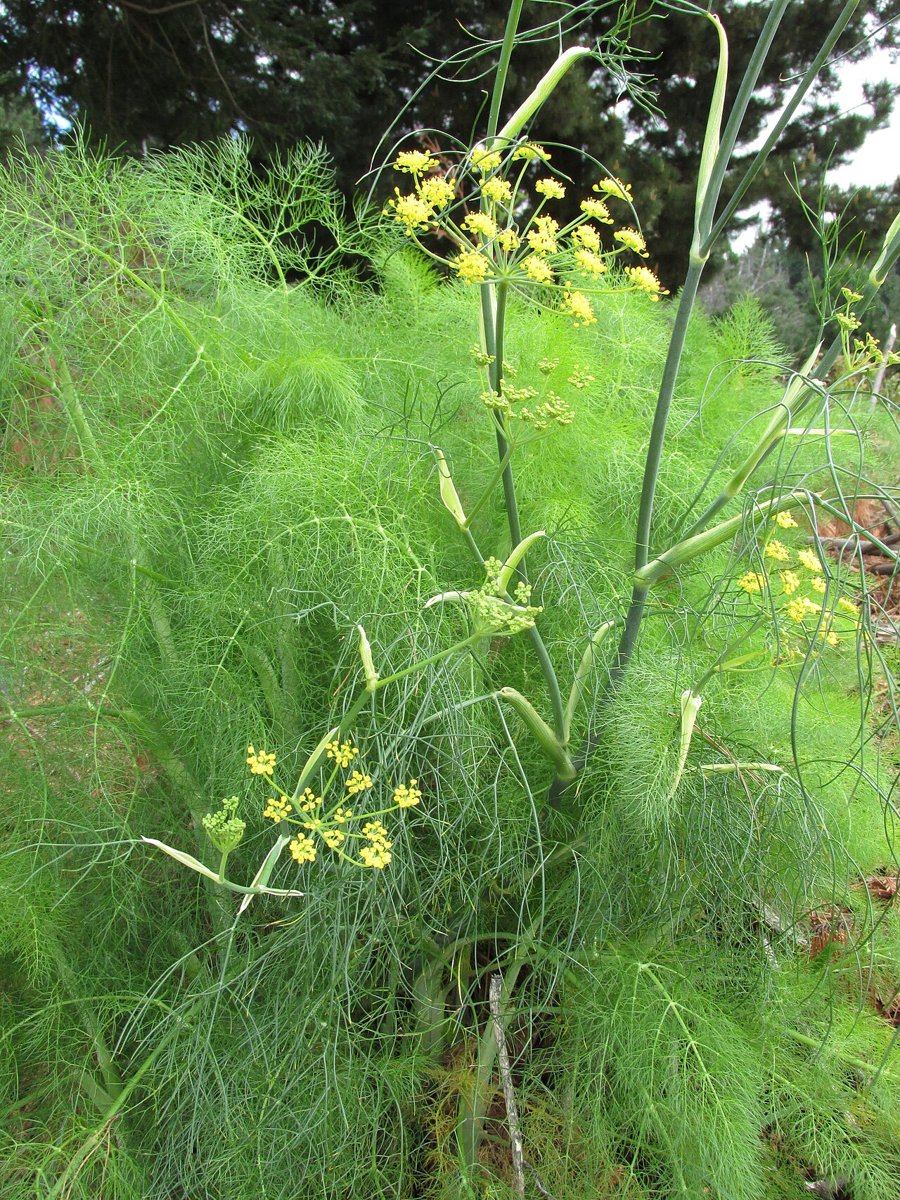 Cây tiểu hồi (Foeniculum vulgare)