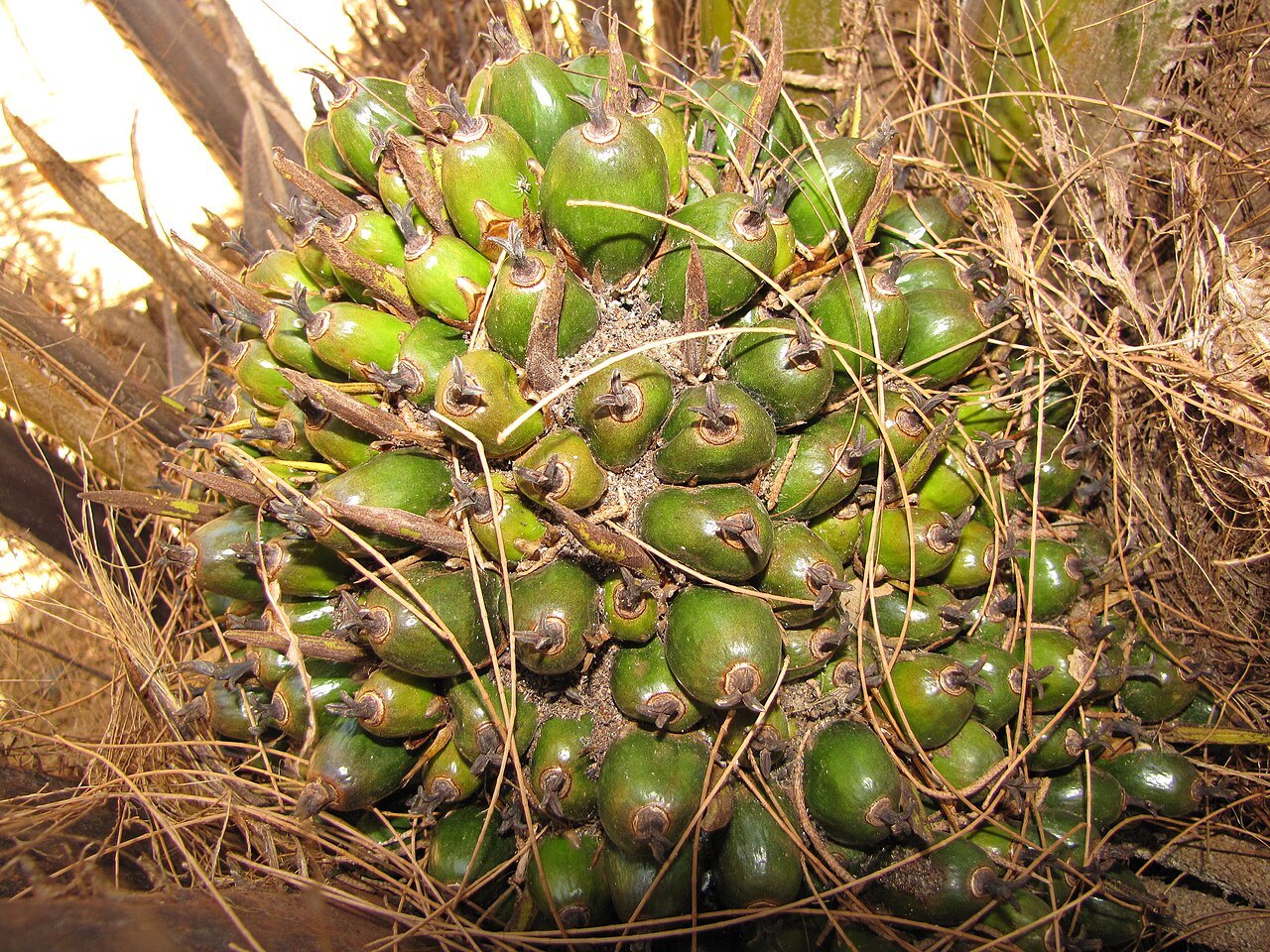 Quả cọ dầu (Elaeis guineensis) – nguồn Vitamin E đỏ