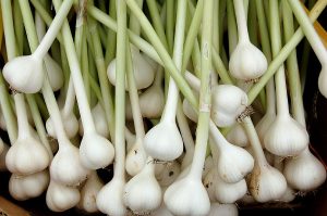 Cây tỏi (Allium sativum)