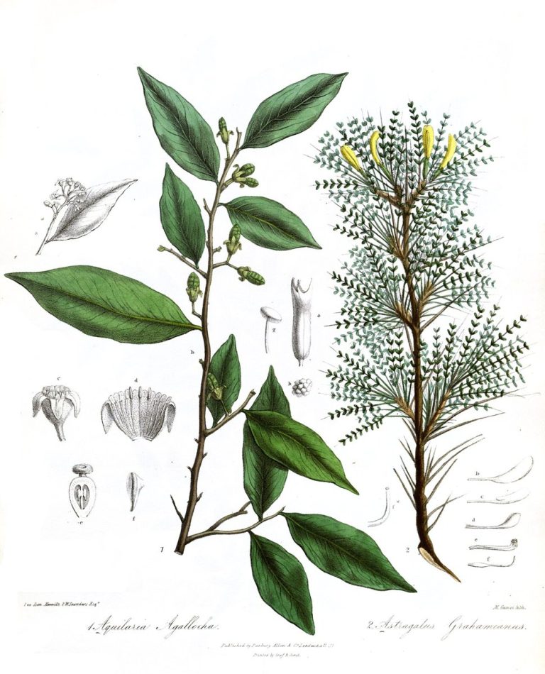 Cây trầm hương (Aquilaria malaccensis)