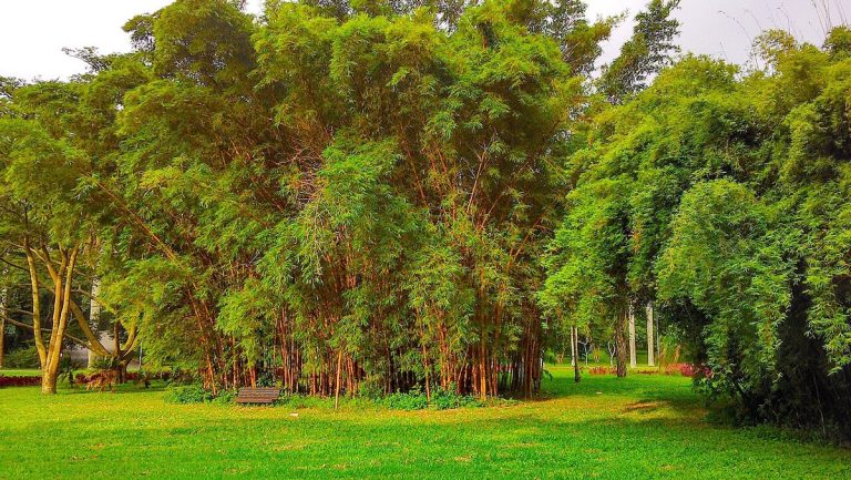 Cây tre (Bambusa vulgaris)