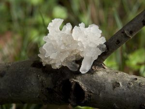 Nấm tuyết (Tremella fuciformis)