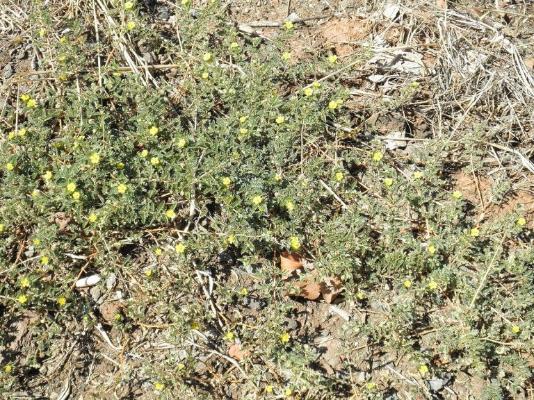 Cây bạch tật lê – Tribulus terrestris, nguồn nguyên liệu chiết xuất