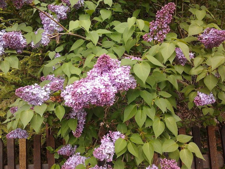Cây tử đinh hương (Syringa vulgaris)
