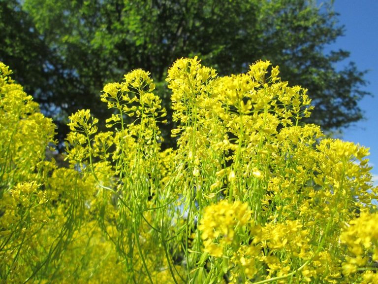 Cây tùng lam (Isatis tinctoria)