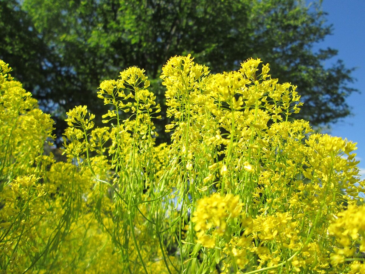 Cây tùng lam (Isatis tinctoria)