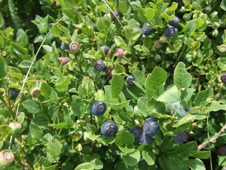Cây Việt Quất – Vaccinium myrtillus, nguồn nguyên liệu chiết xuất