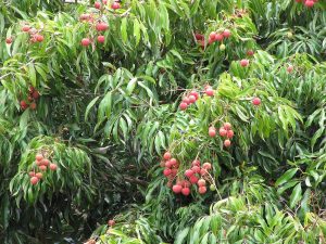 Cây vải (Litchi chinensis)