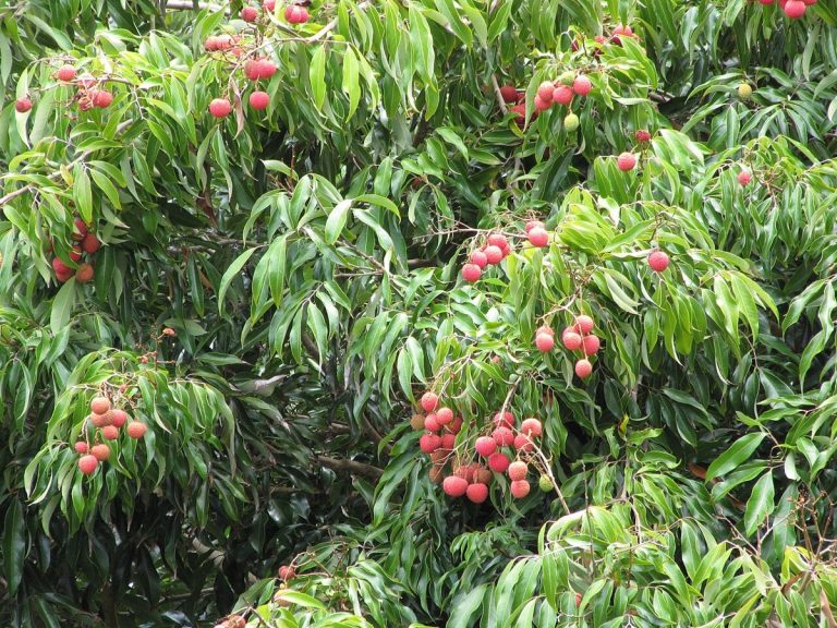 Cây vải (Litchi chinensis)