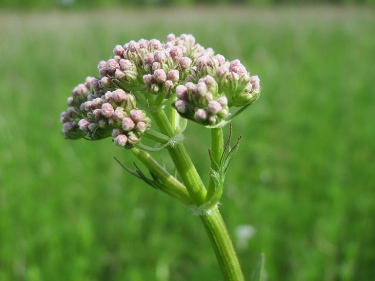 Cây nữ lang – Valeriana officinalis, nguồn nguyên liệu chiết xuất