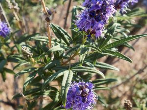 Cây trinh nữ – Vitex agnus-castus, nguồn nguyên liệu chiết xuất