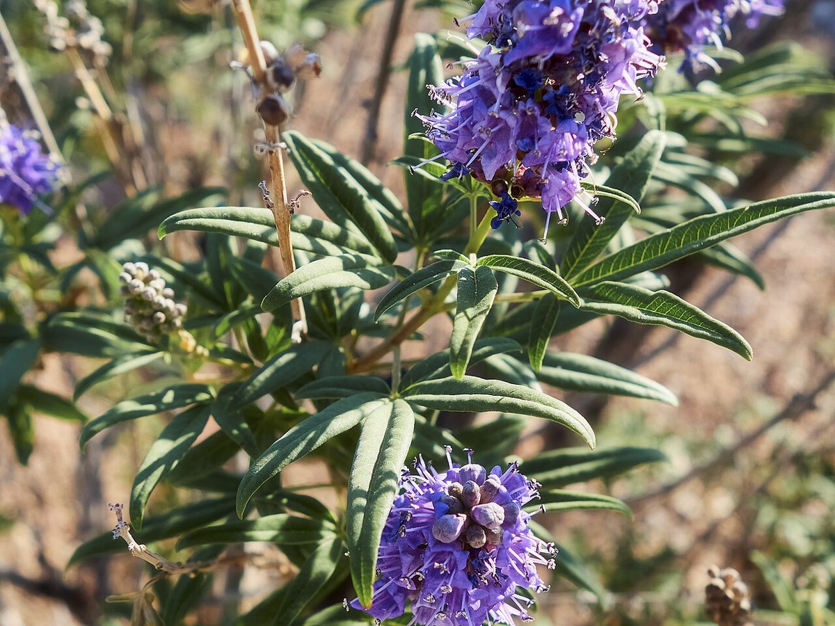 Cây trinh nữ – Vitex agnus-castus, nguồn nguyên liệu chiết xuất