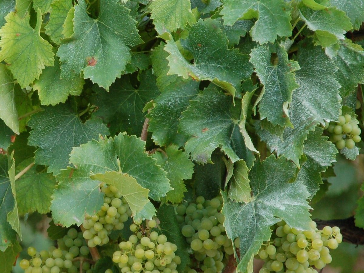 Cây nho đỏ – Vitis vinifera, nguồn nguyên liệu chiết xuất