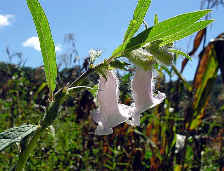 Cây vừng (Sesamum indicum)