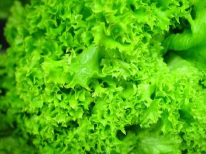 Cây xà lách (Lactuca sativa)