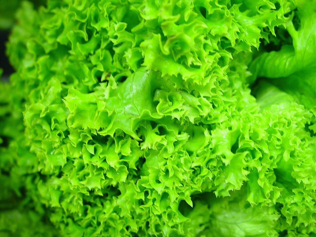 Cây xà lách (Lactuca sativa)