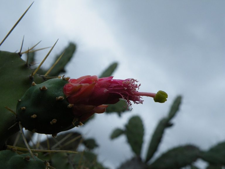 Cây xương rồng tai thỏ đỏ (Opuntia cochenillifera)