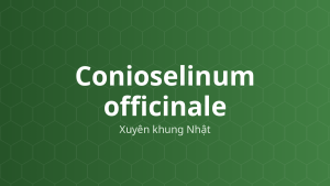 Cây xuyên khung Nhật (Conioselinum officinale)