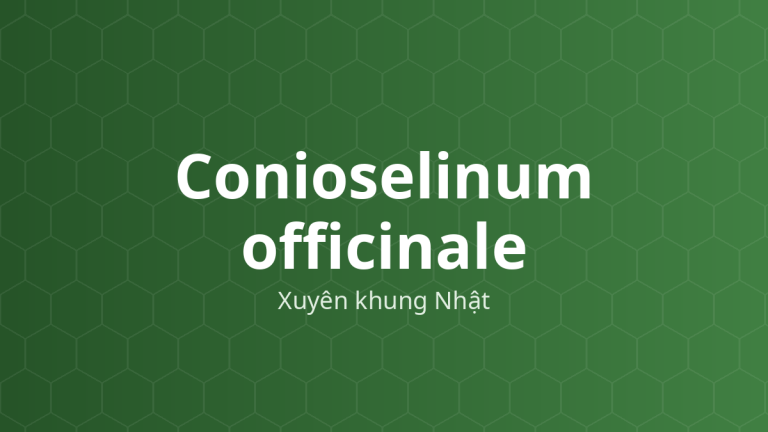 Cây xuyên khung Nhật (Conioselinum officinale)