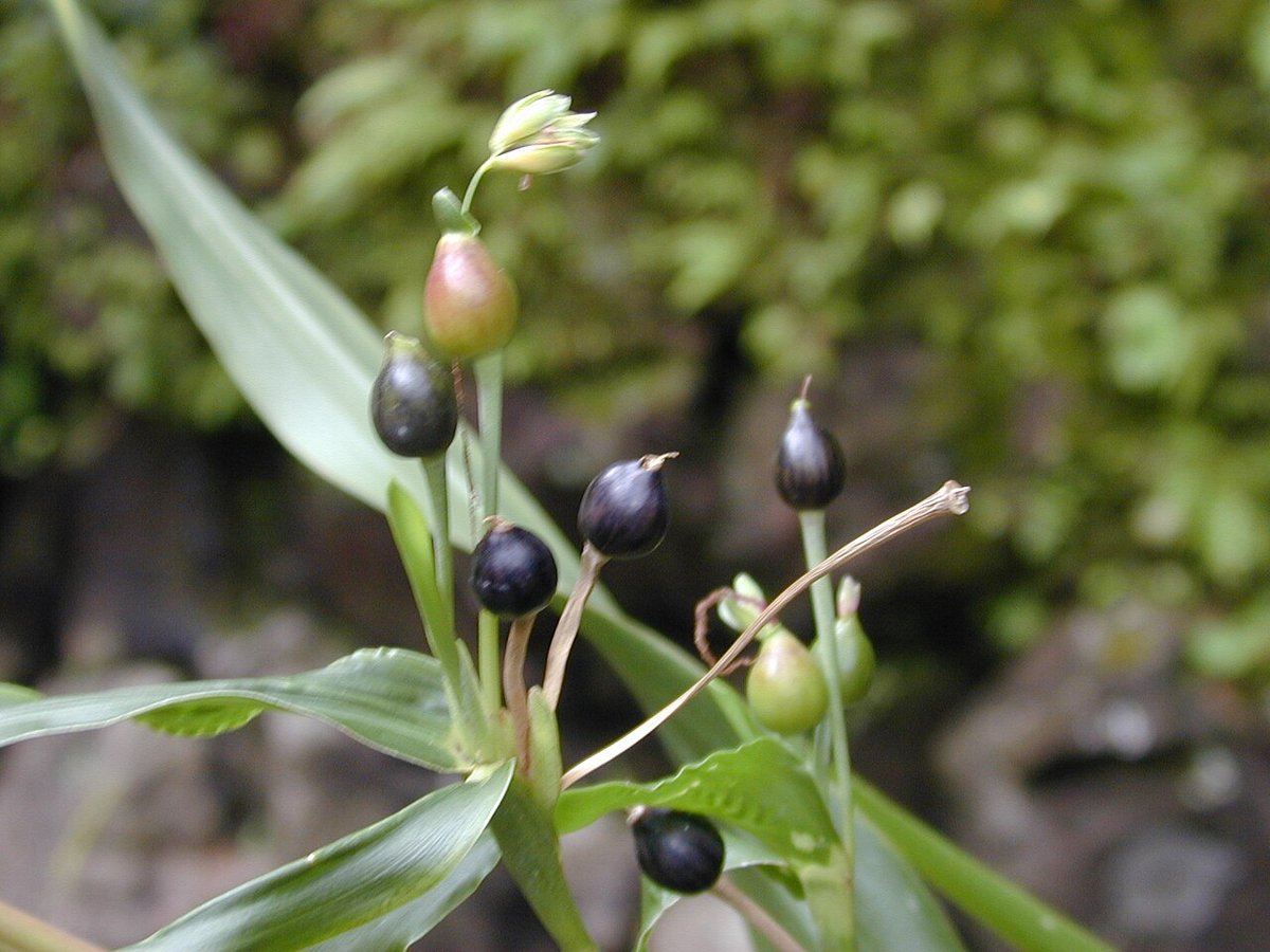 Cây ý dĩ (Coix lacryma-jobi)
