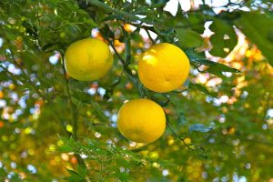 Cây yuzu (Citrus × junos)