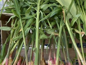 Cây sinh khương – Zingiber officinale, nguồn nguyên liệu chiết xuất