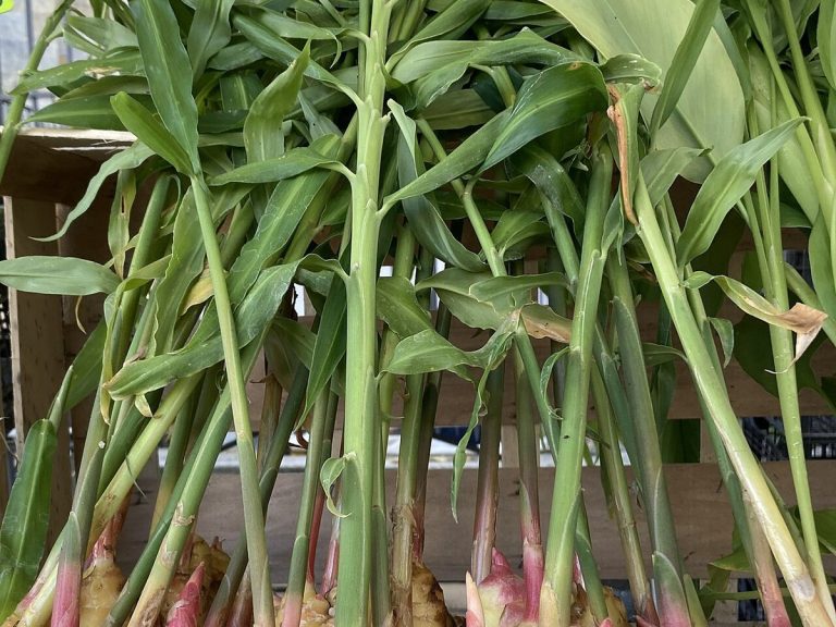 Cây sinh khương – Zingiber officinale, nguồn nguyên liệu chiết xuất